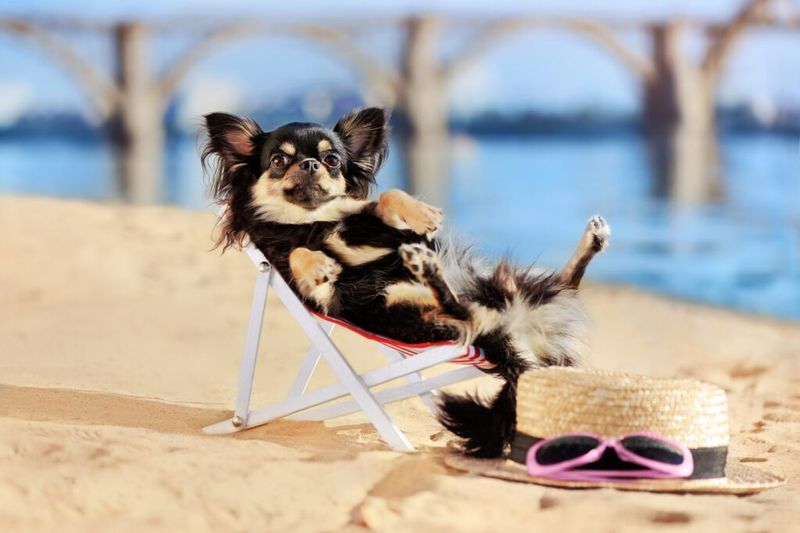 1. Chihuahua