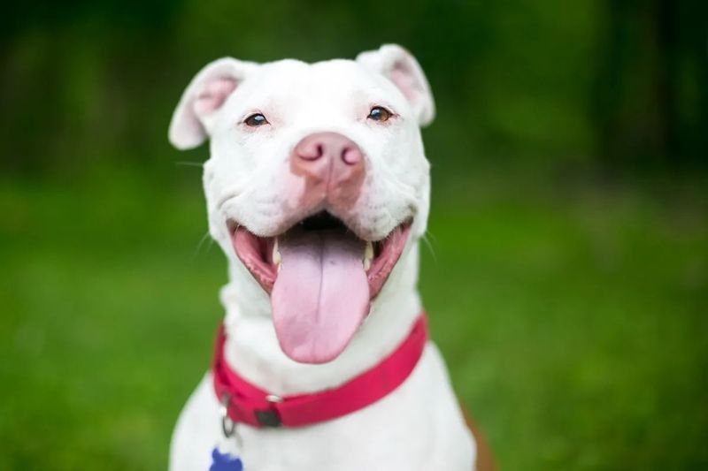 Pit Bull