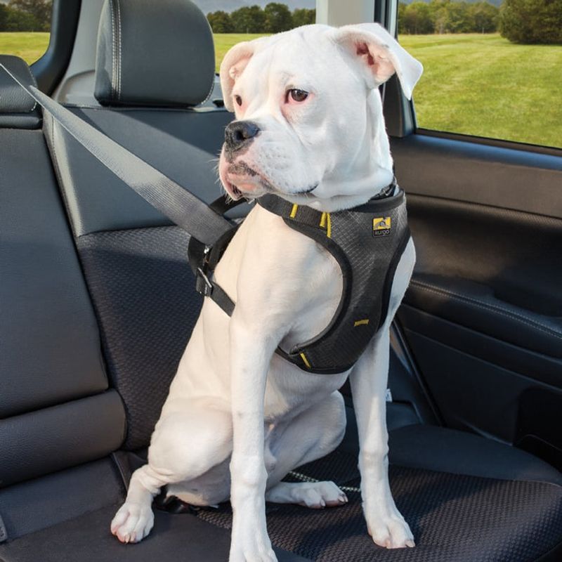 Comfortable Car Restraint
