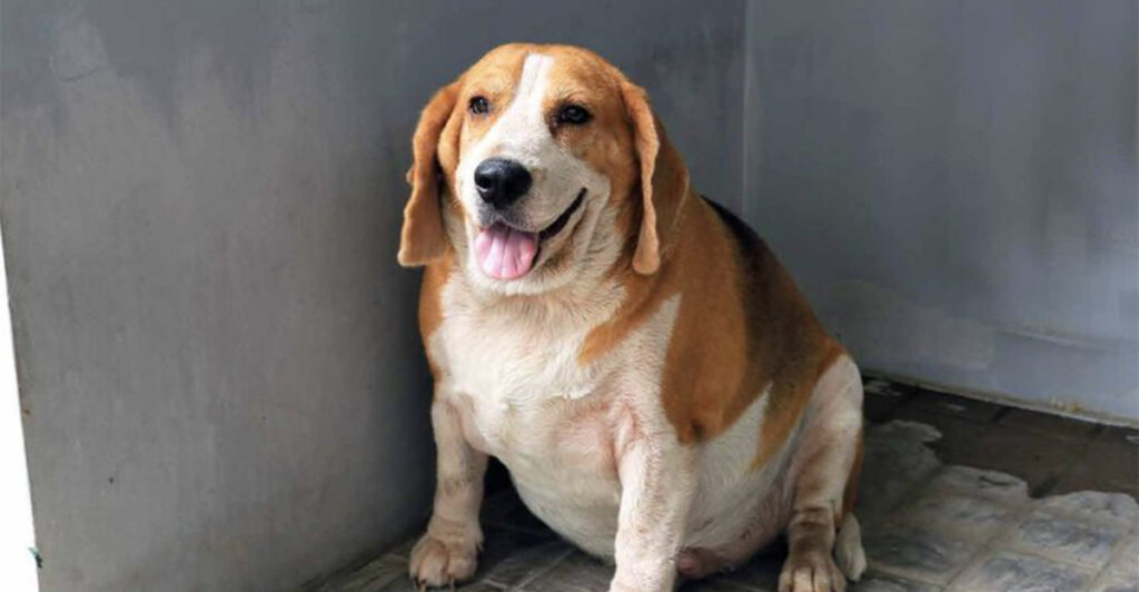 11 Dangers Every Dog Owner Should Know About Canine Obesity - Epic dogs ... - Canine Obesity And Grape Consumption Health Coaching