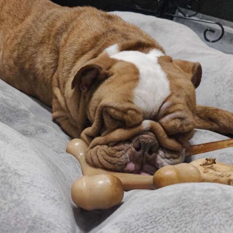 Bulldog