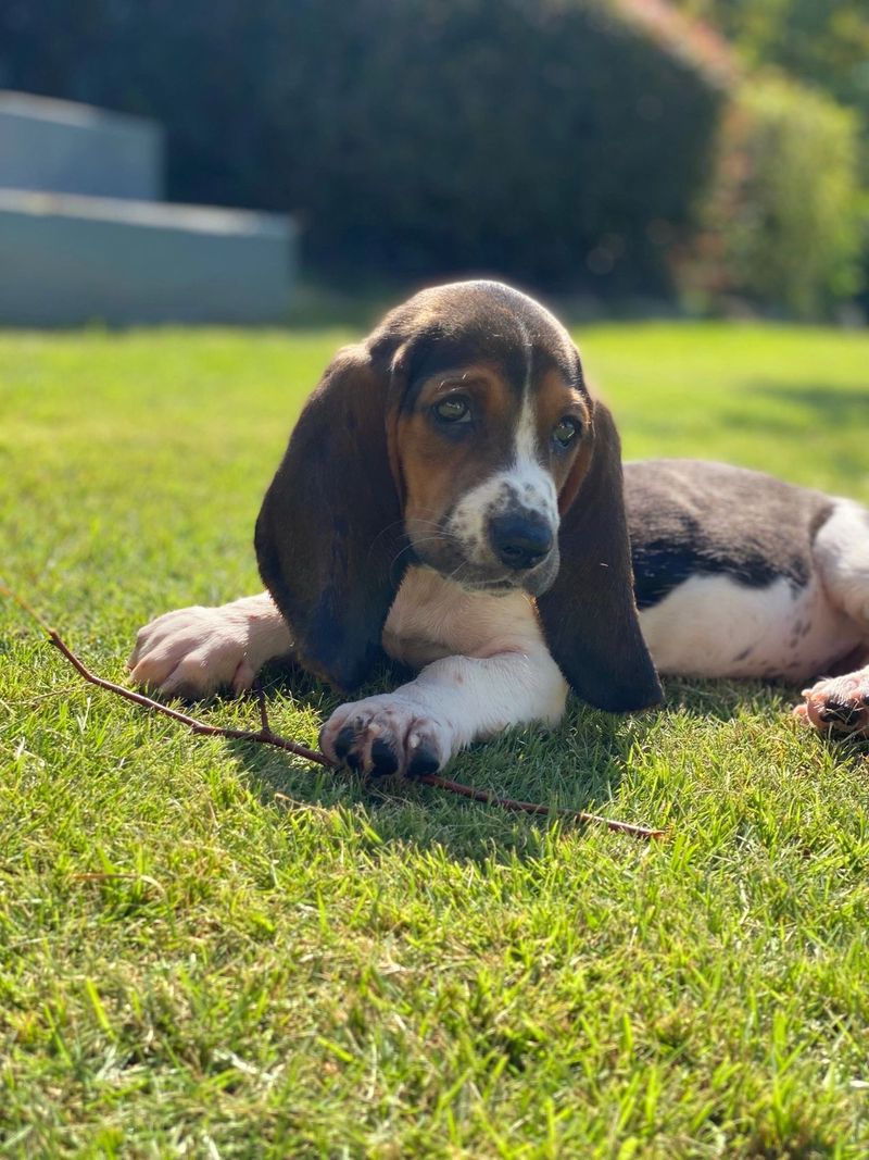 Basset Hound