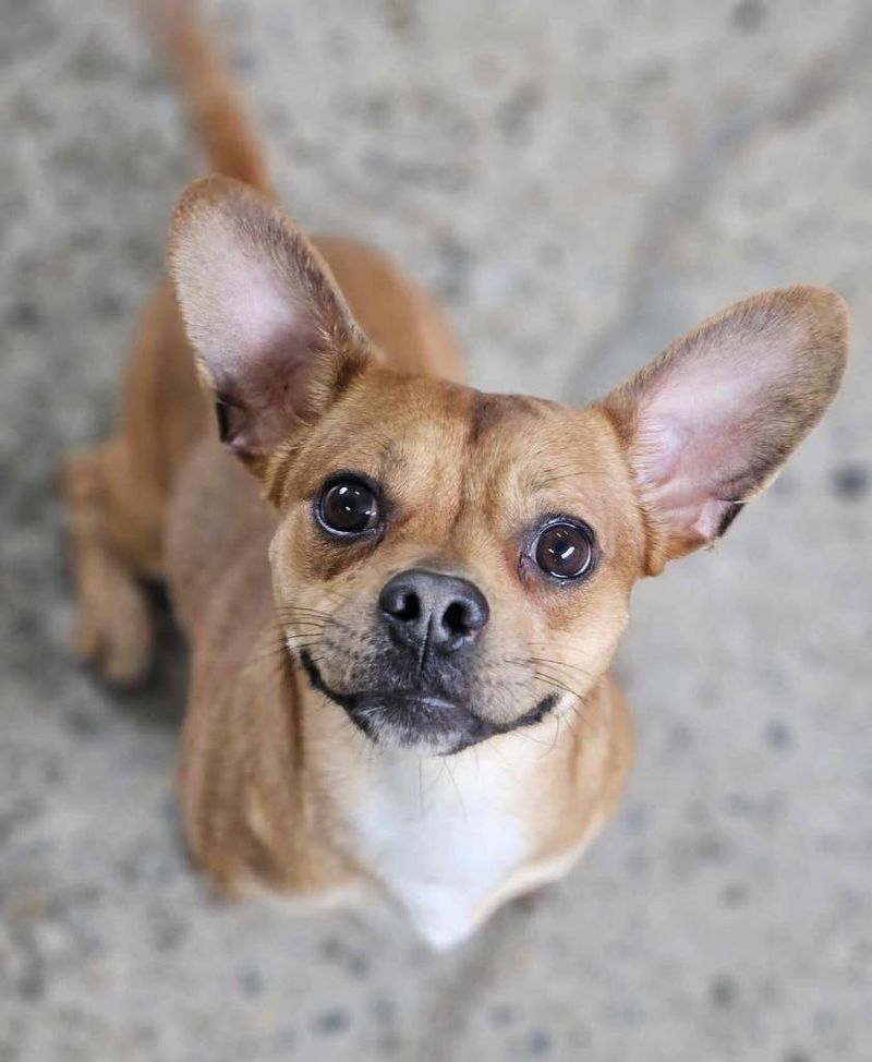 Chihuahua