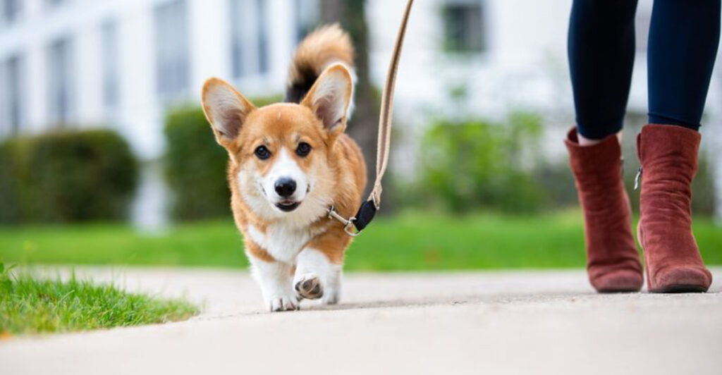 11 Words Your Dog Actually Understands – and 7 That Go Right Over Their Head
