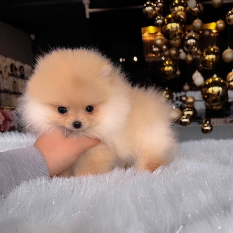 Pomeranian