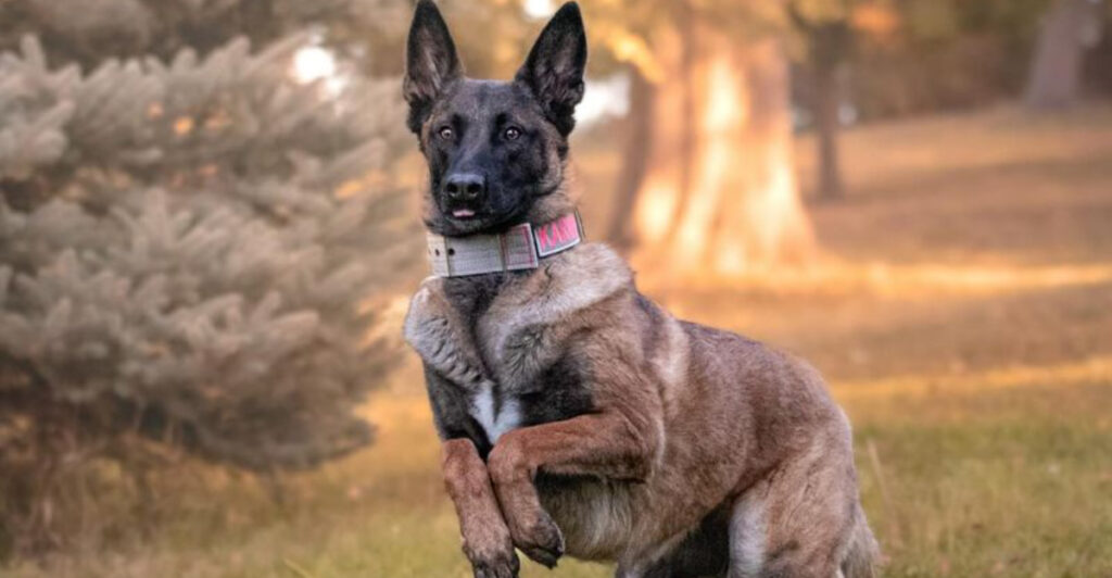12 Strong-Willed Dog Breeds for Experienced Pet Parents