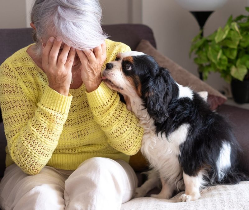 The Empathetic Comforter
