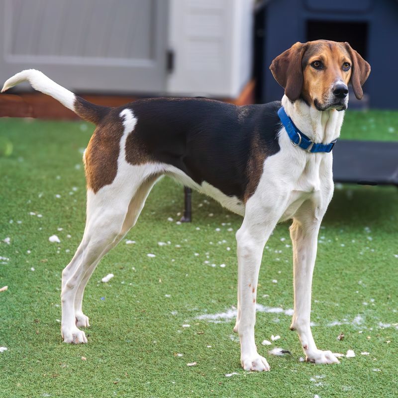 American Foxhound