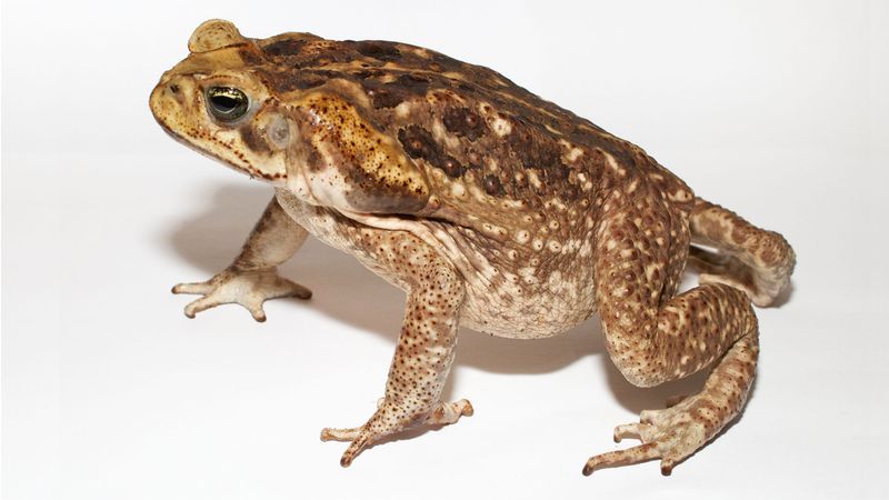 Cane Toad