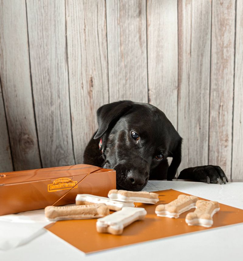 Gourmet Treat Adventure