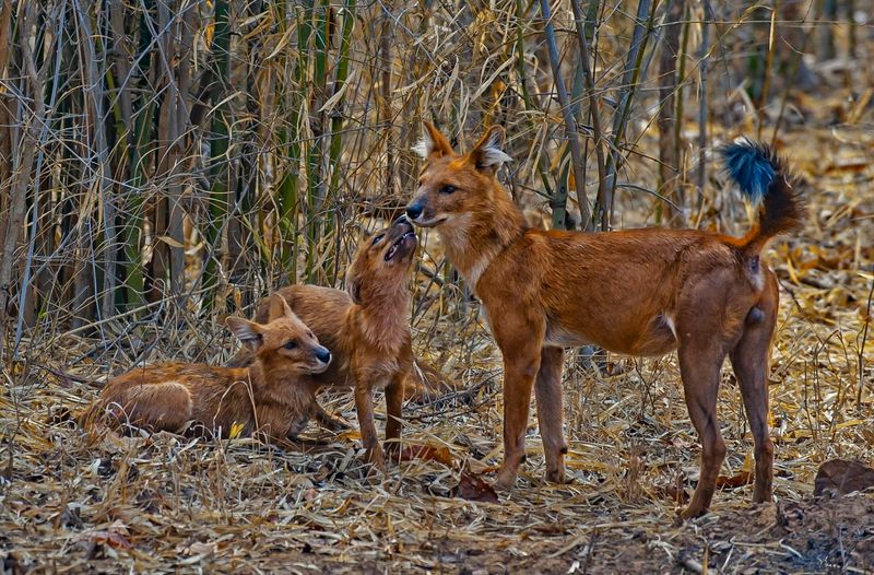 Dhole