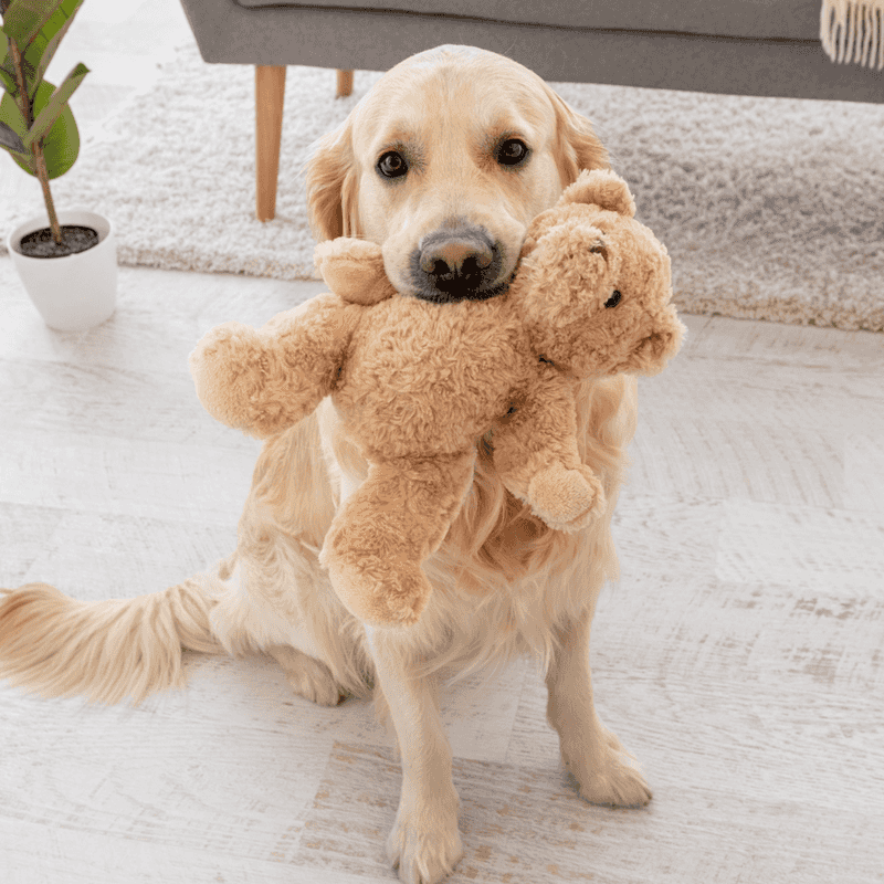 Favorite Toy