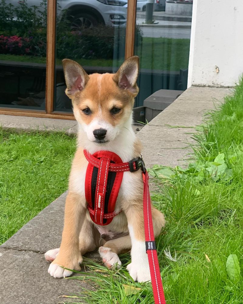 Norwegian Lundehund