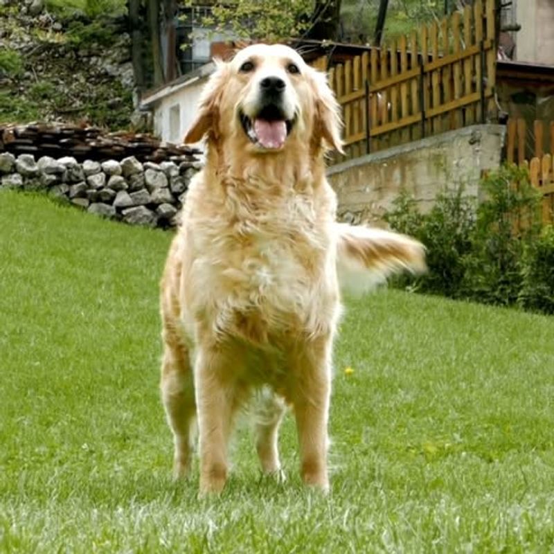 Wagging Tails with Joy