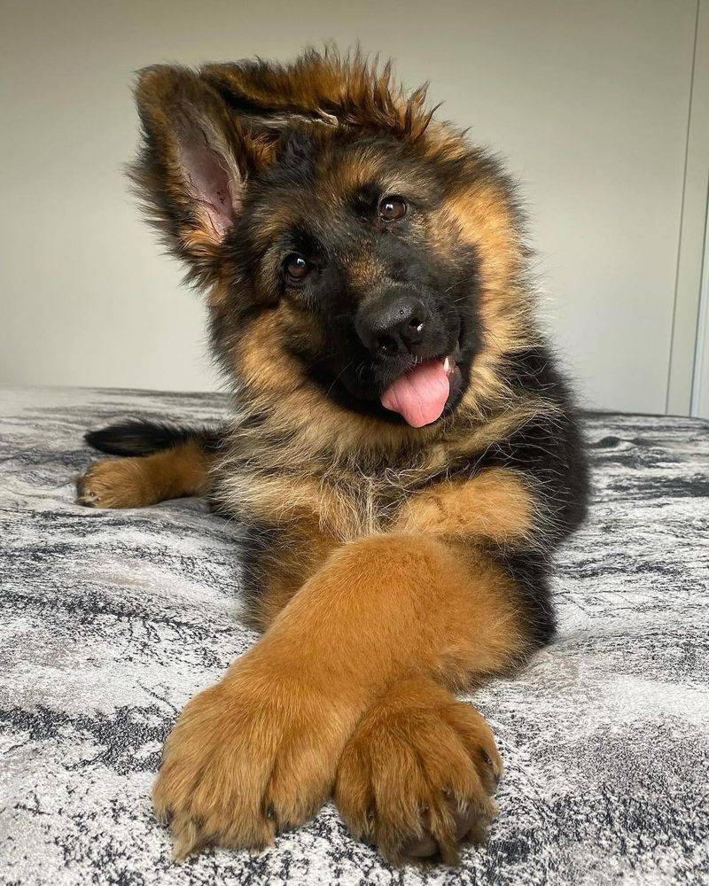 German Shepherd