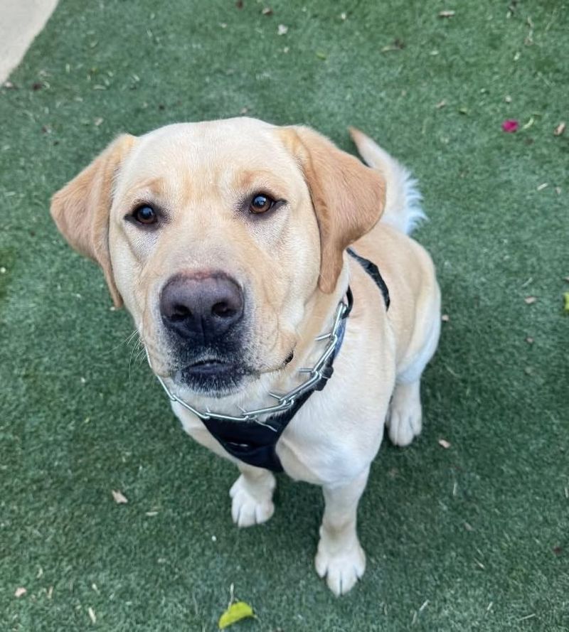 Labrador Retriever