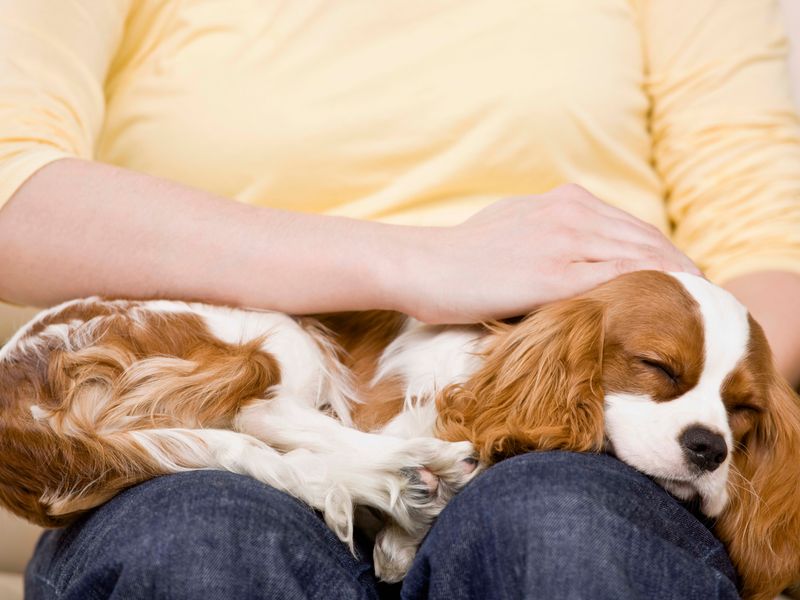 Cavalier King Charles Spaniel