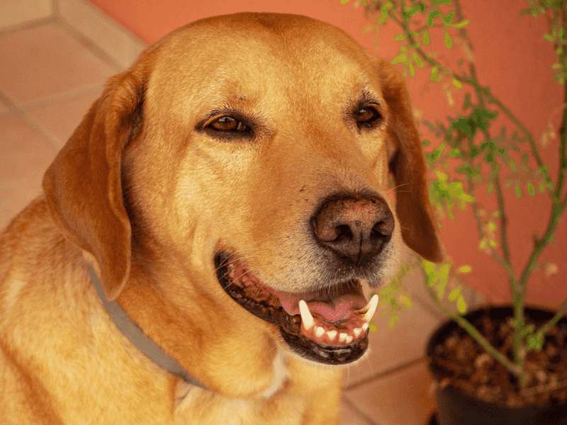 Labrador Retriever