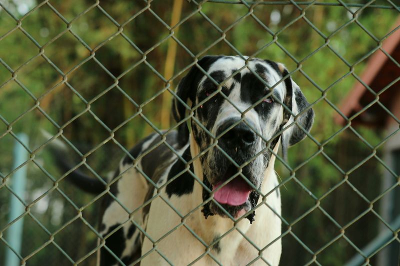 Great Dane