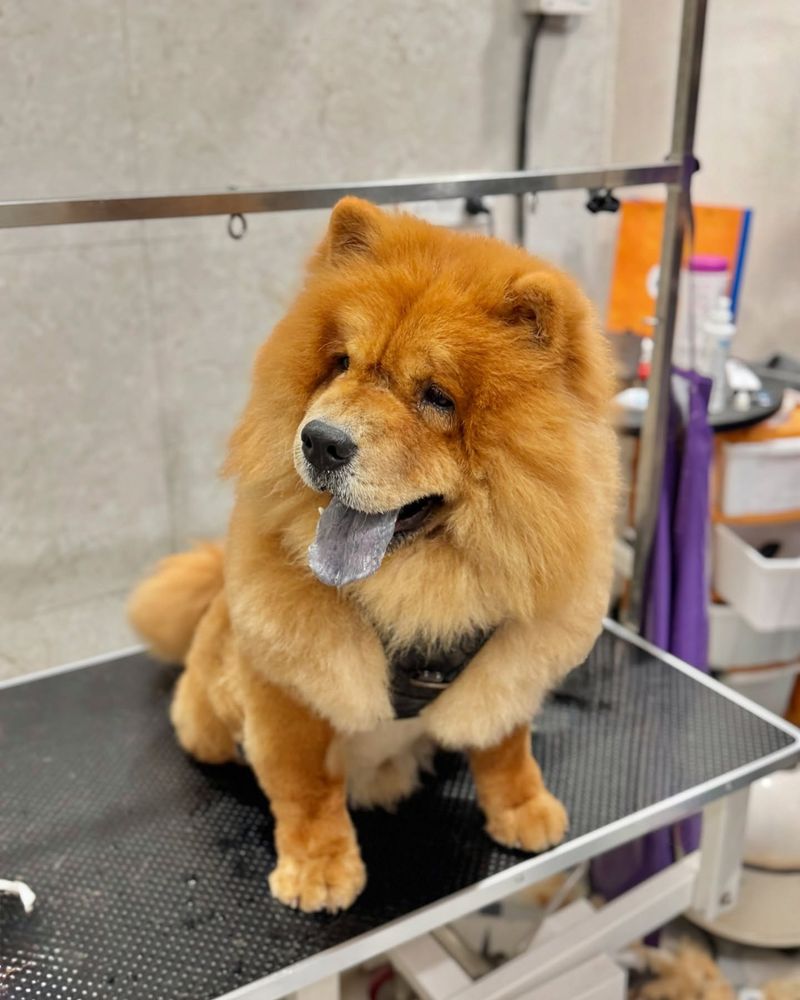 Chow Chow