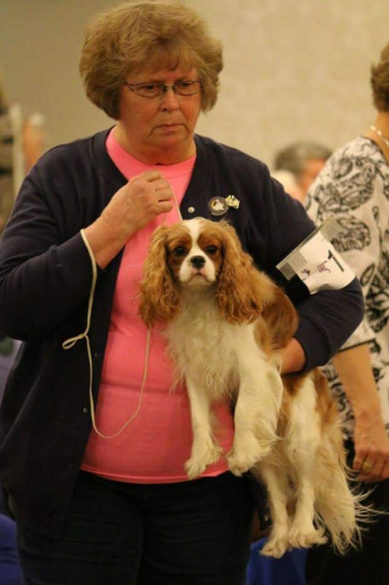 Cavalier King Charles Spaniel