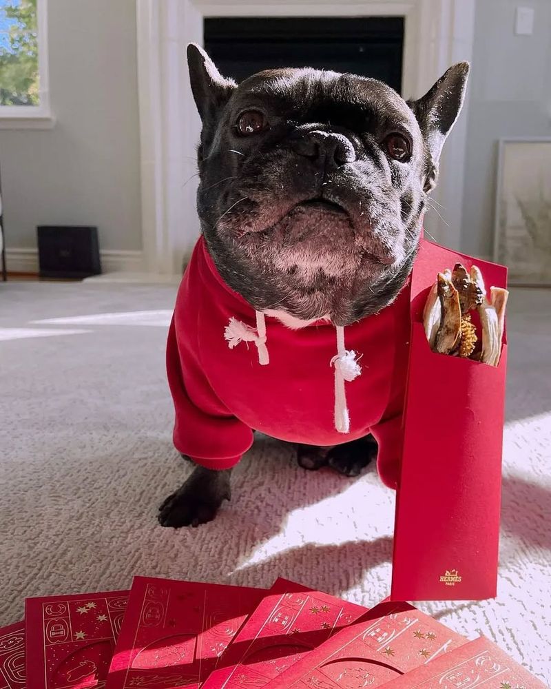 French Bulldog