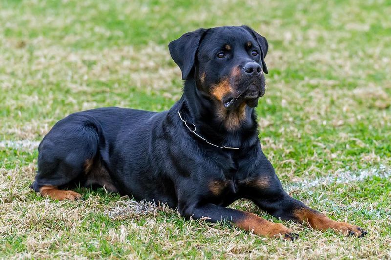 Rottweiler