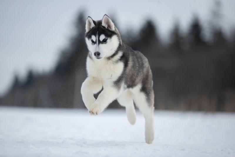 Siberian Husky