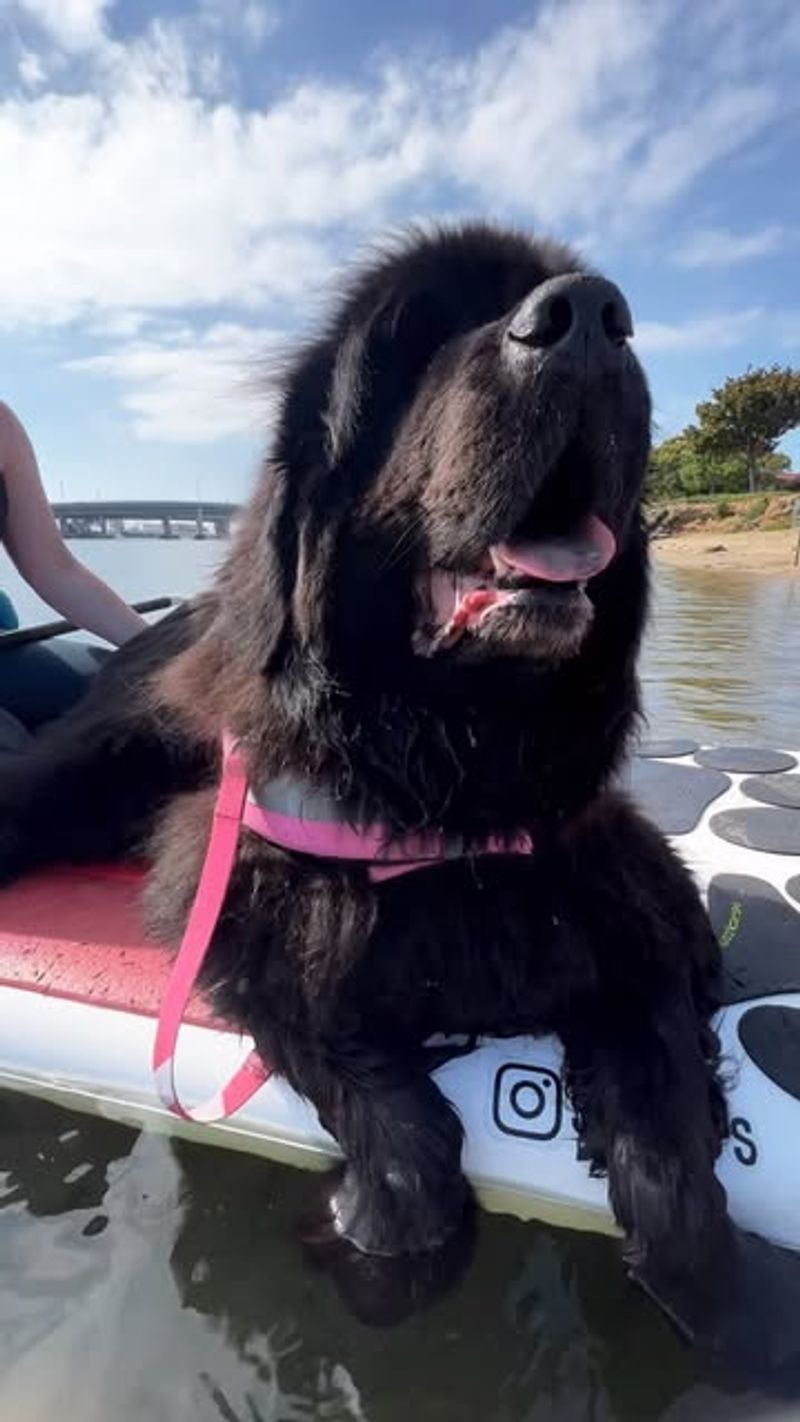 Newfoundland