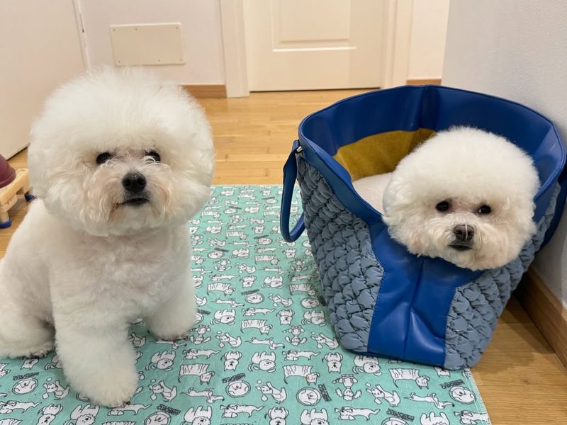 Bichon Frise