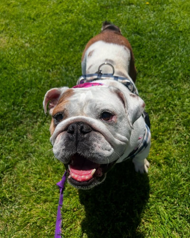 Bulldog