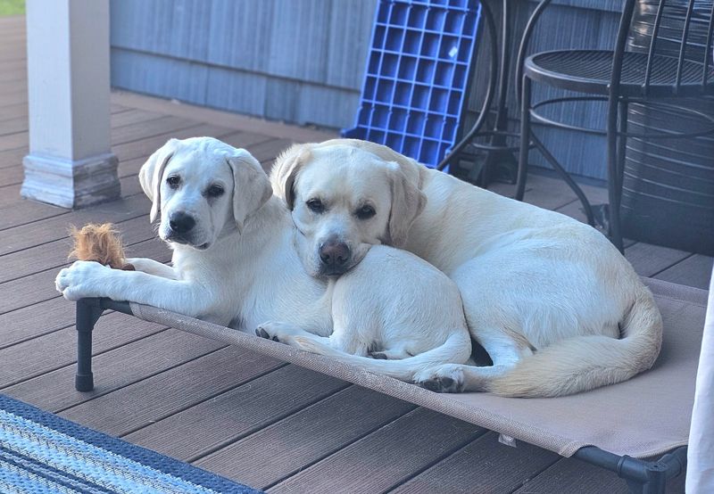 Labrador Retriever