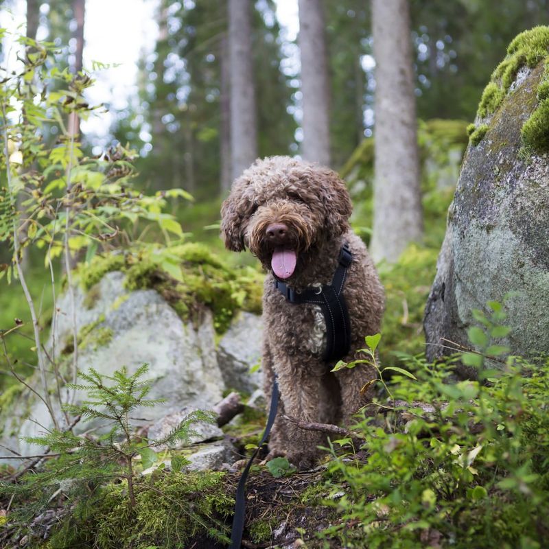 Lagotto Romagnolo
