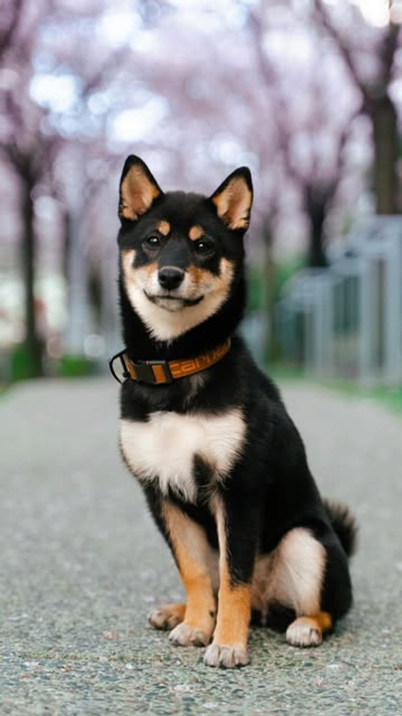Shiba Inu