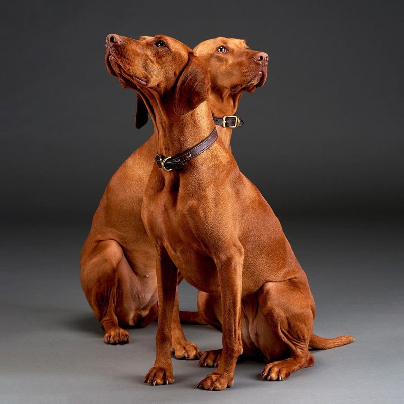 Vizsla