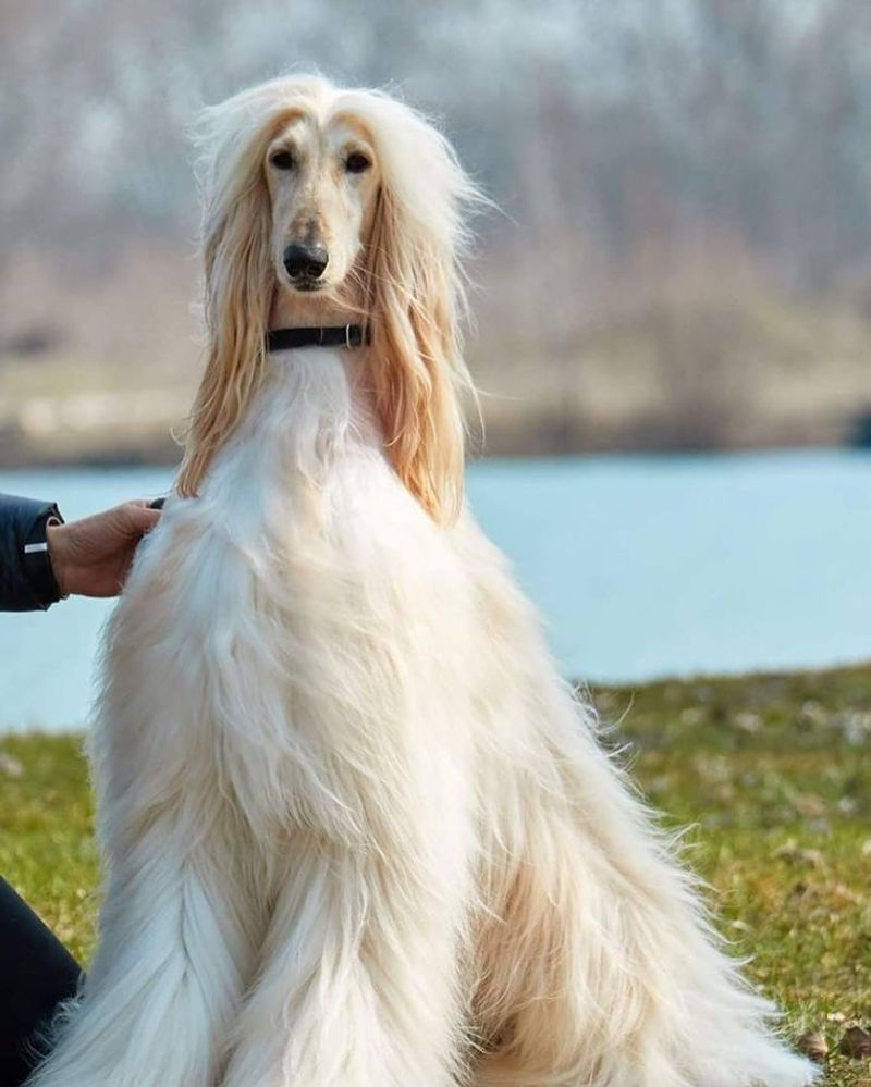 Afghan Hound
