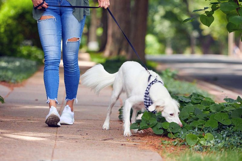 Daily Walks
