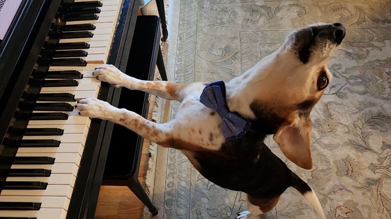 A Symphony of Barks