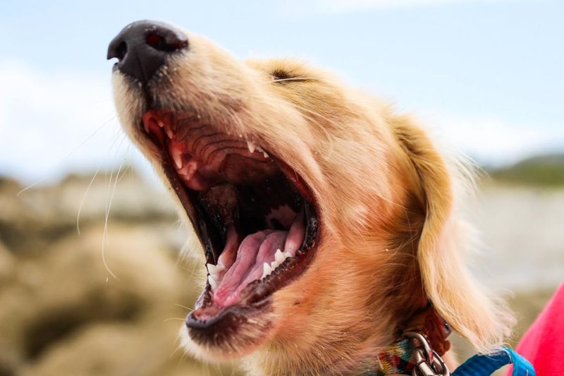 Barking Tendencies