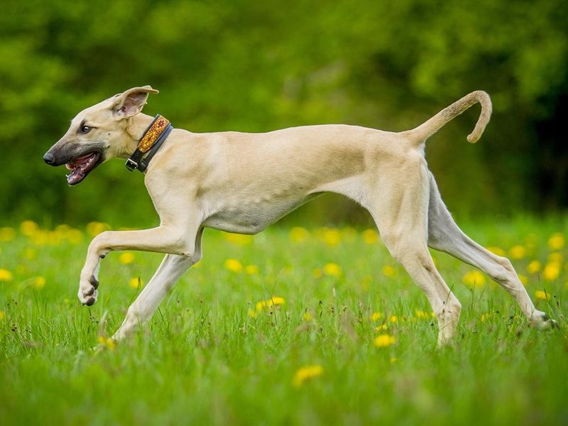 Sighthound Abilities