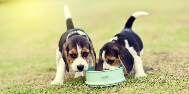 Homemade Dog Food Minimizes Waste