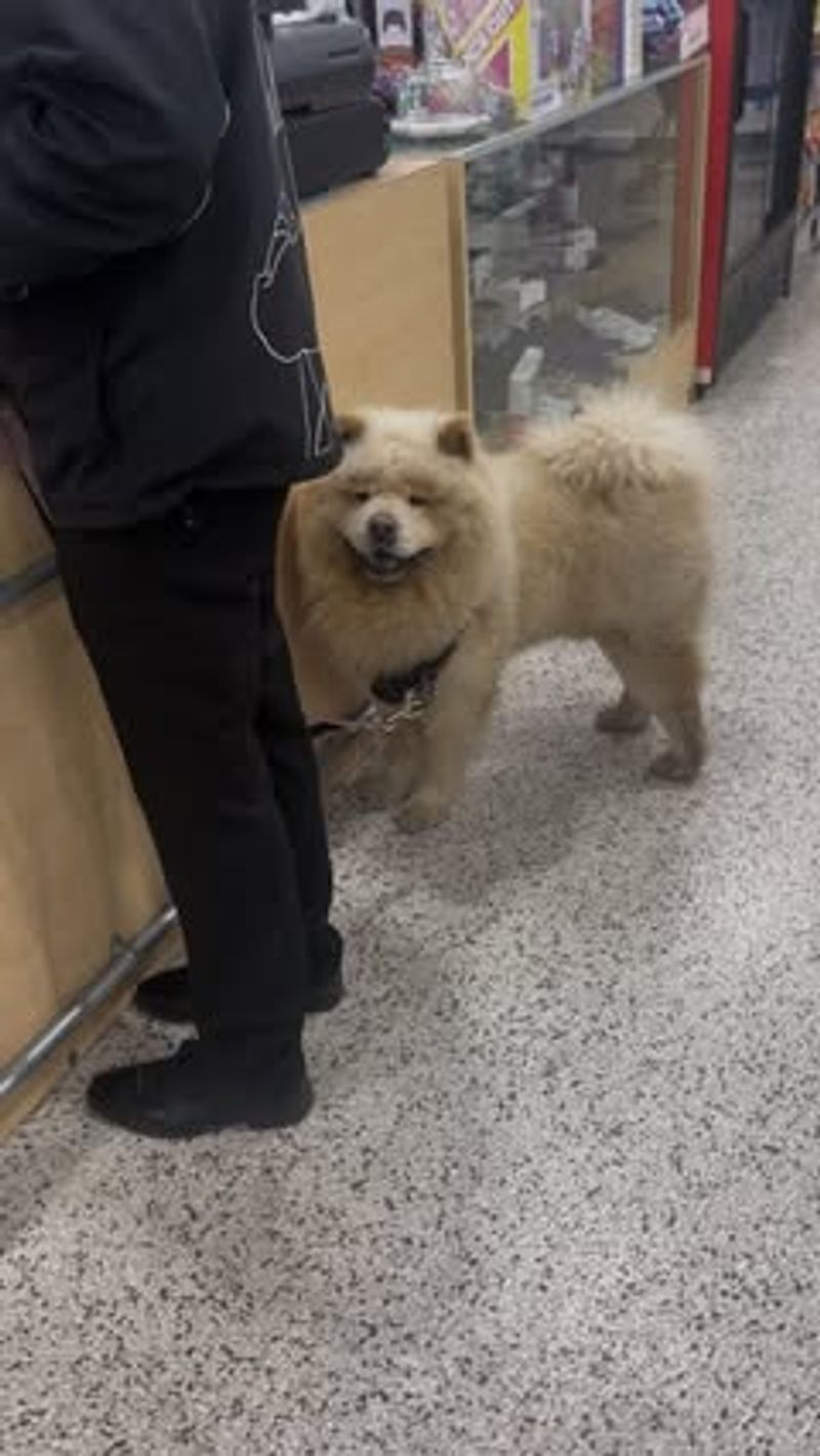 Chow Chow