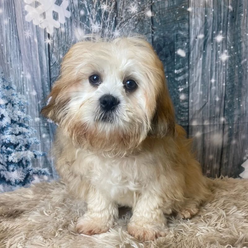 Lhasa Apso