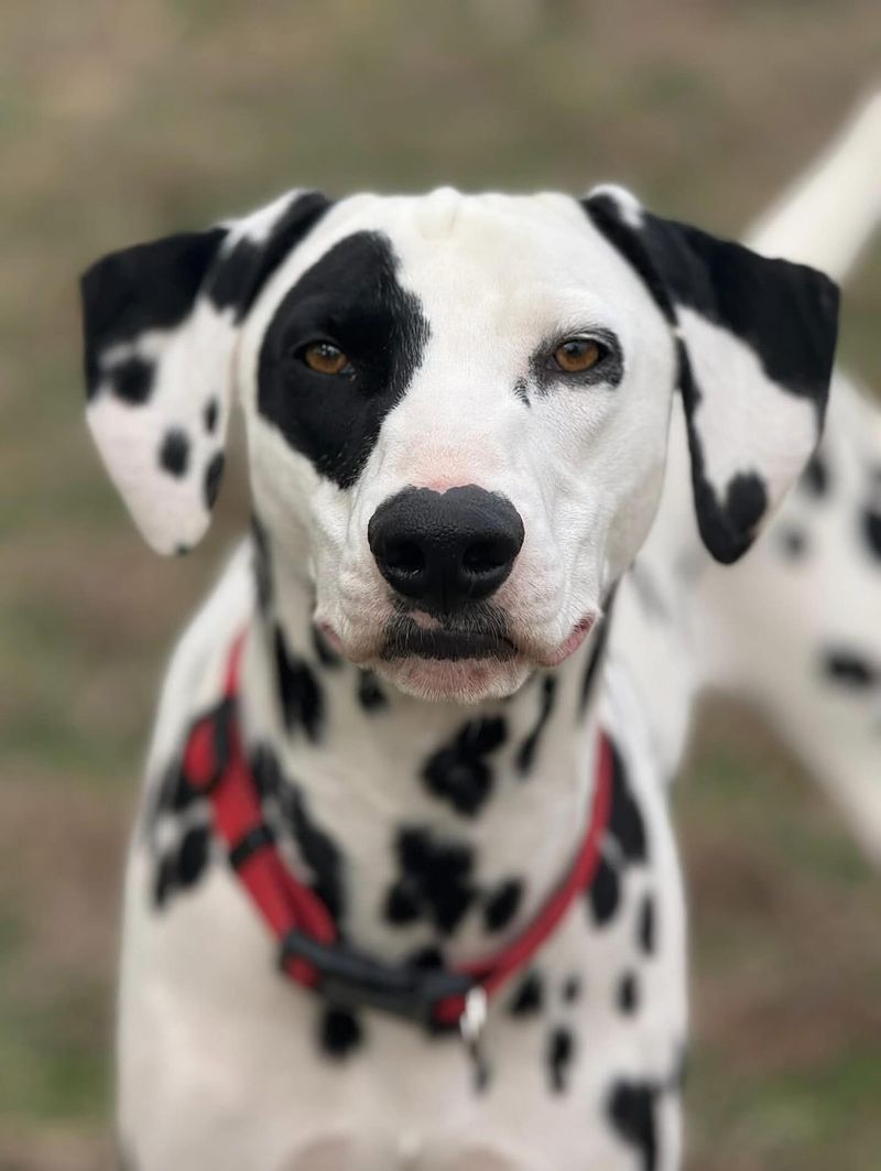 Dalmatian
