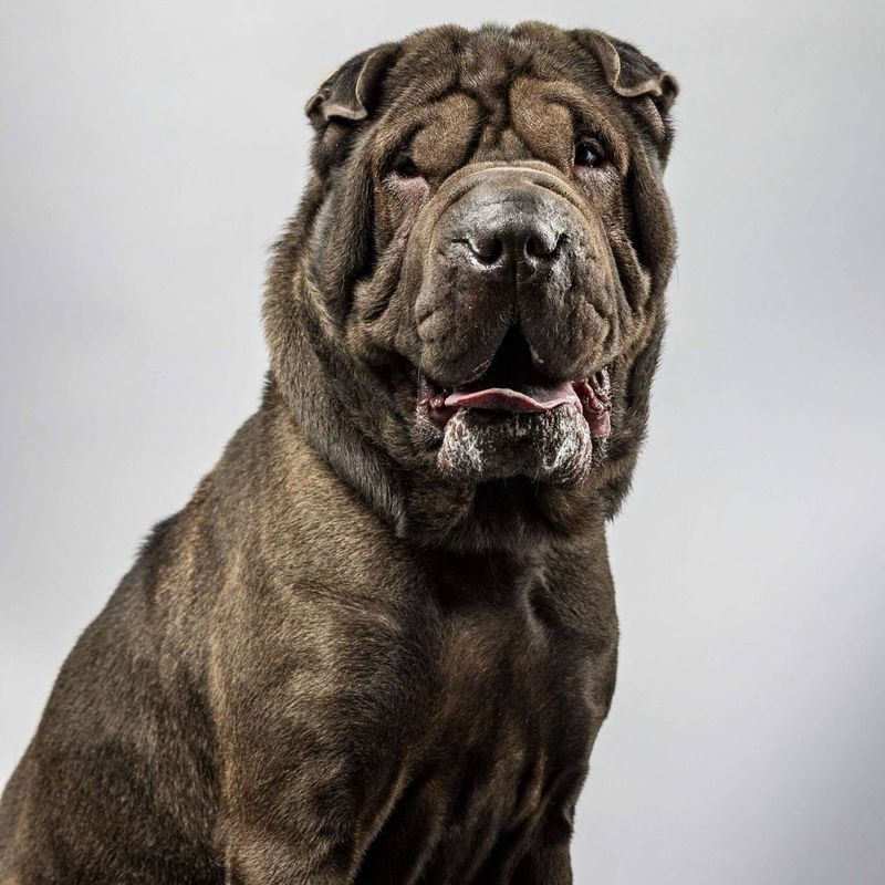 Shar Pei