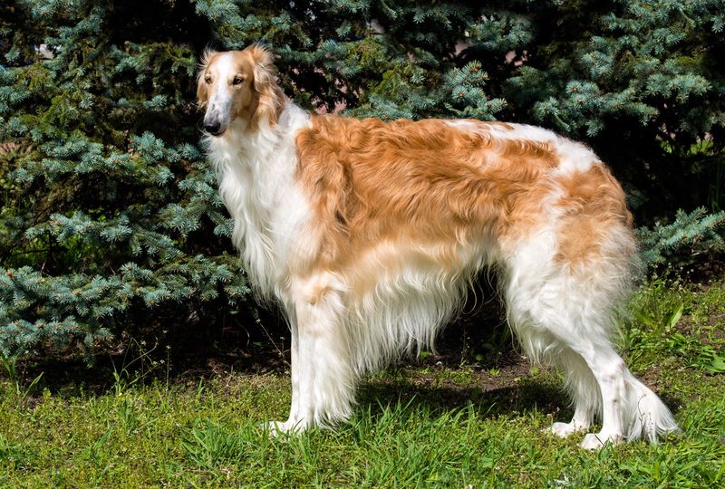 Borzoi