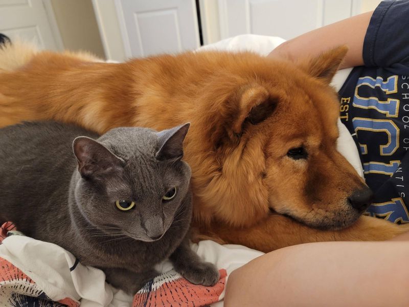 Chow Chow