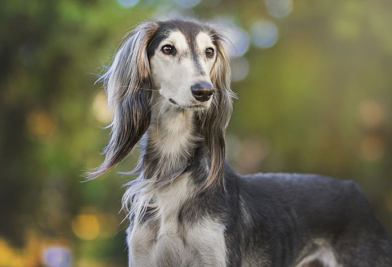 Saluki