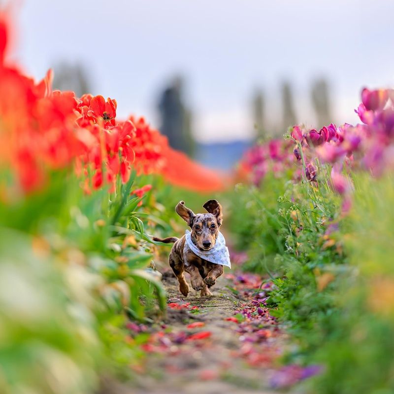 Dachshund