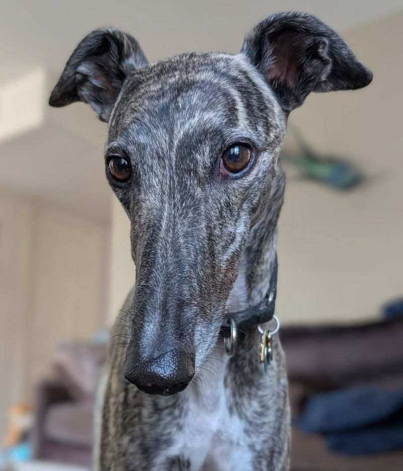Greyhound